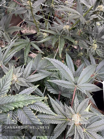 Buds coming in