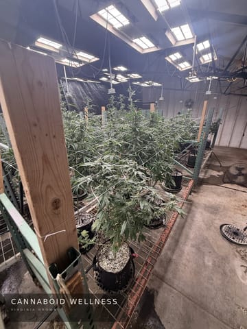 The flower room under the lights