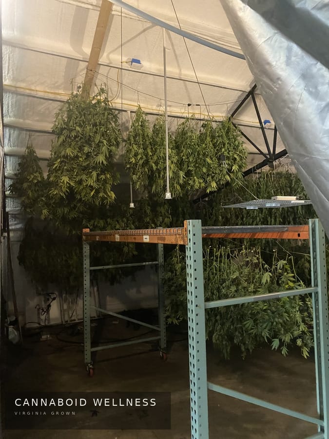 Plants hanging in the drying room