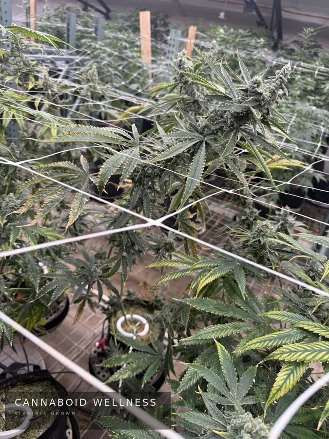 The canopy on its trellis