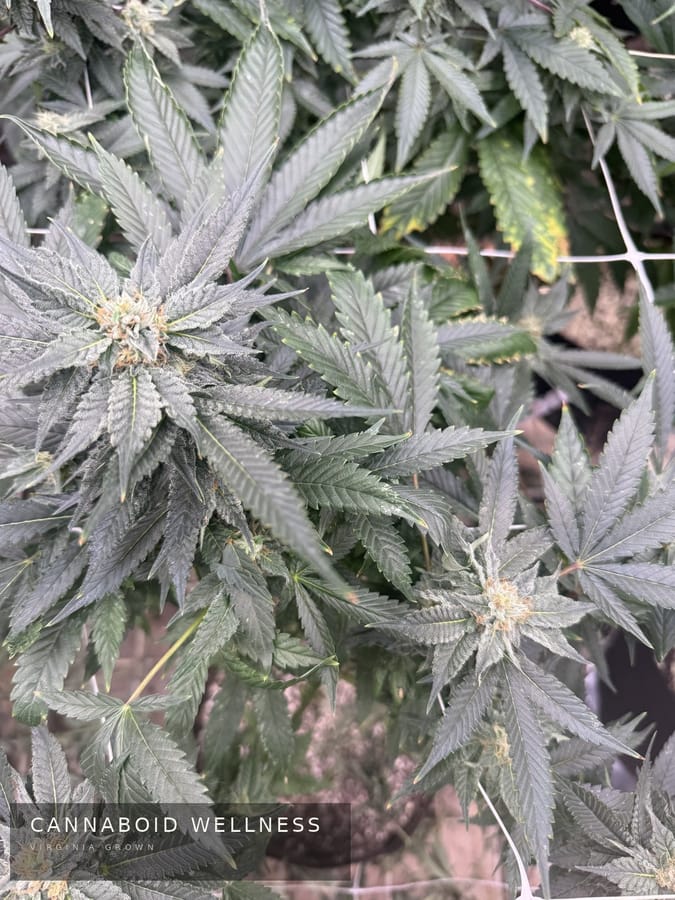 Buds and leaves in the flower room