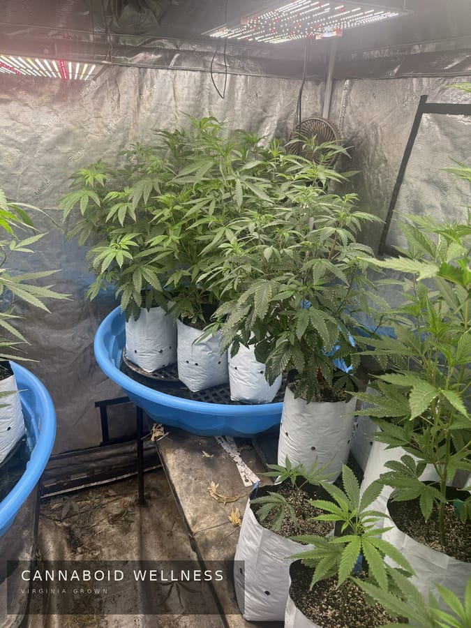 Young plants in the veg tent